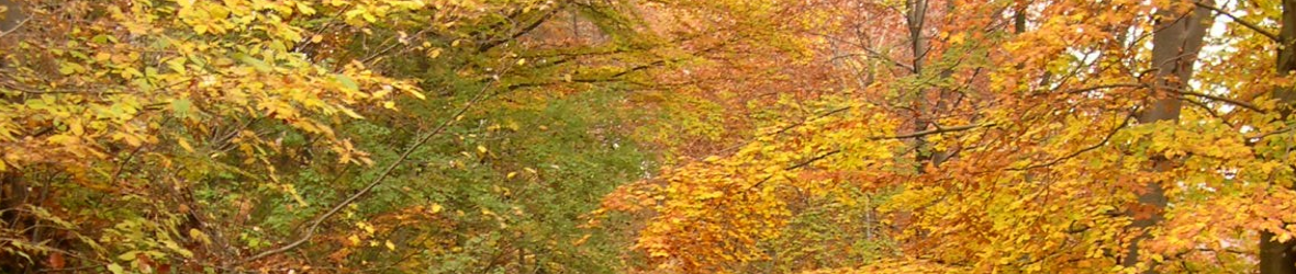 Vacances d’automne avec l’ASCA: découvrez le programme !